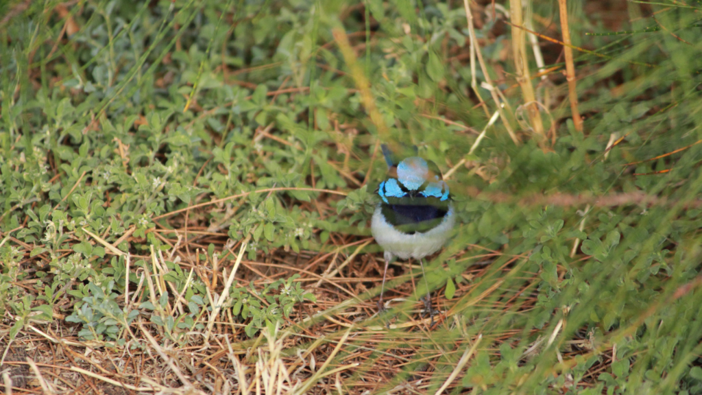 An Australian blue fairy wren taking refuge in long grass. 