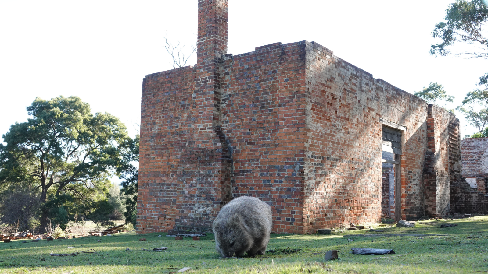 A wombat eating in front of an old convict ruins on Maria Island in Tasmania