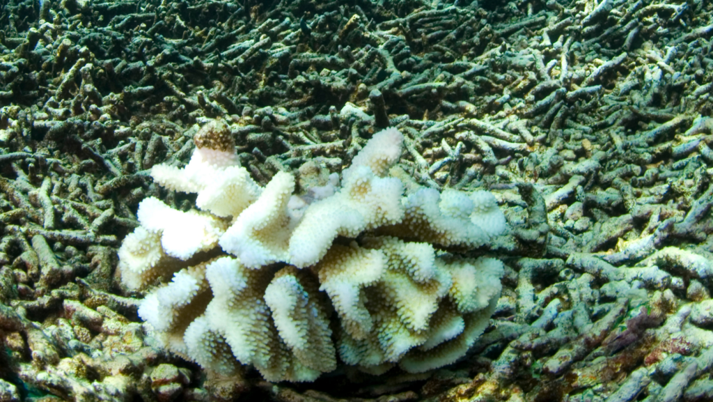 Coral reef bleaching