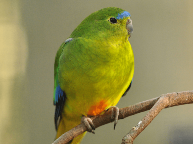 Critically endangered orange-bellied parrot