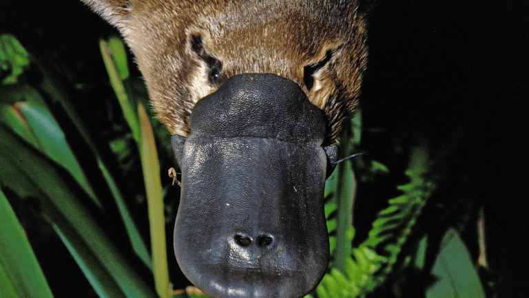 Australia’s next government must tackle our collapsing ecosystems and extinction crisis