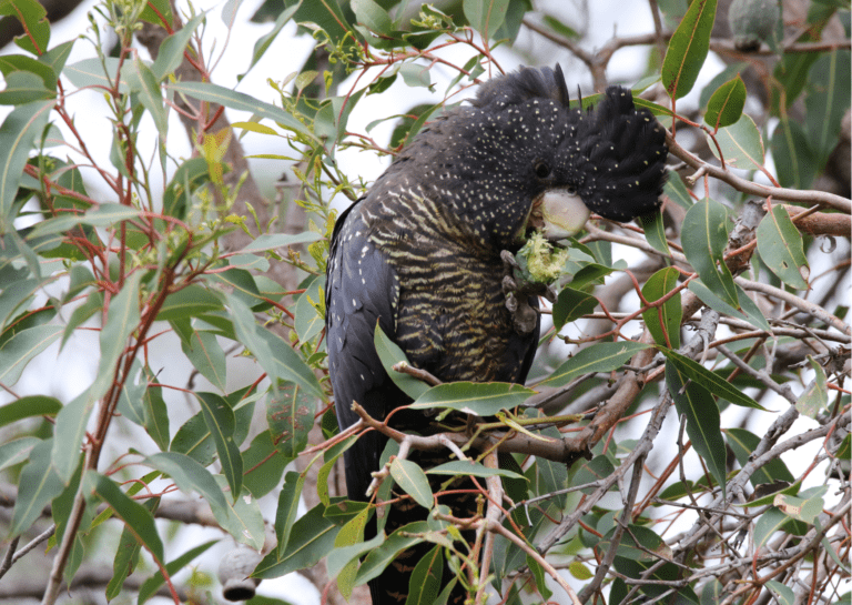 Close-up of black cockatoo sitting in a gum tree, eating gum blossoms