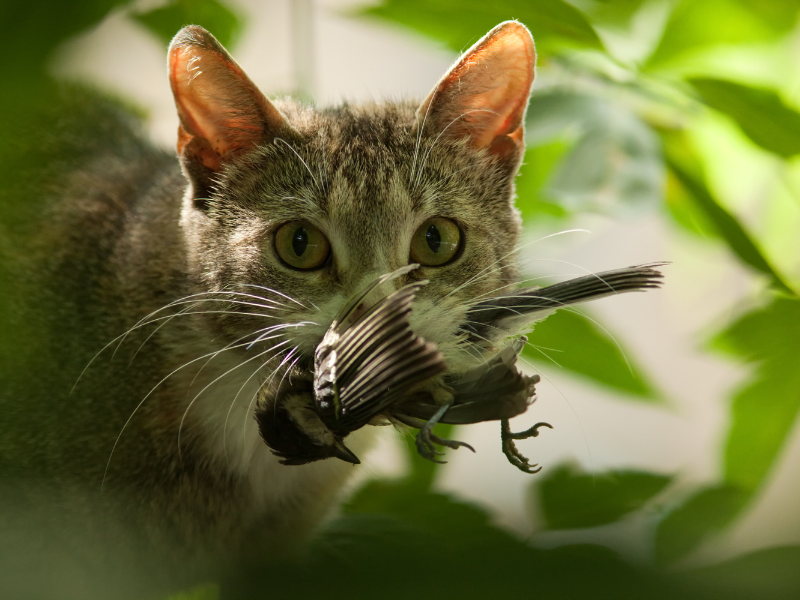 a close-up of a cat with a small bird in its mouth