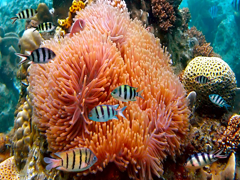 Colourful coral reef with striped fish swimming in foreground. Understanding climate change to make good choices.