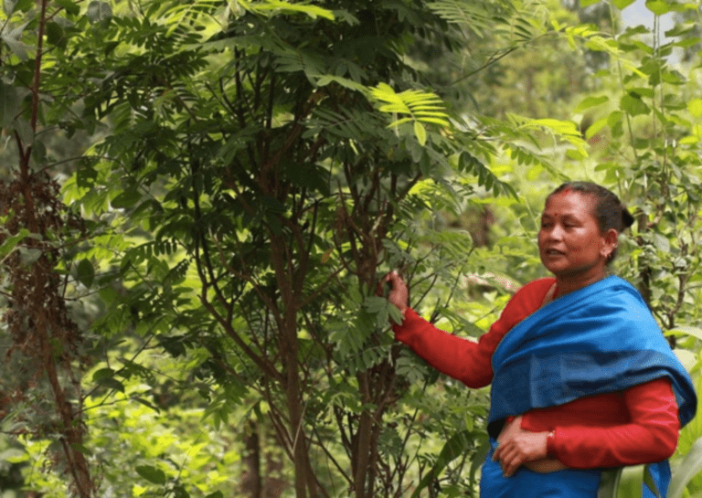 Agroforestry key to food security, soil nutrition and empowering women in Nepal