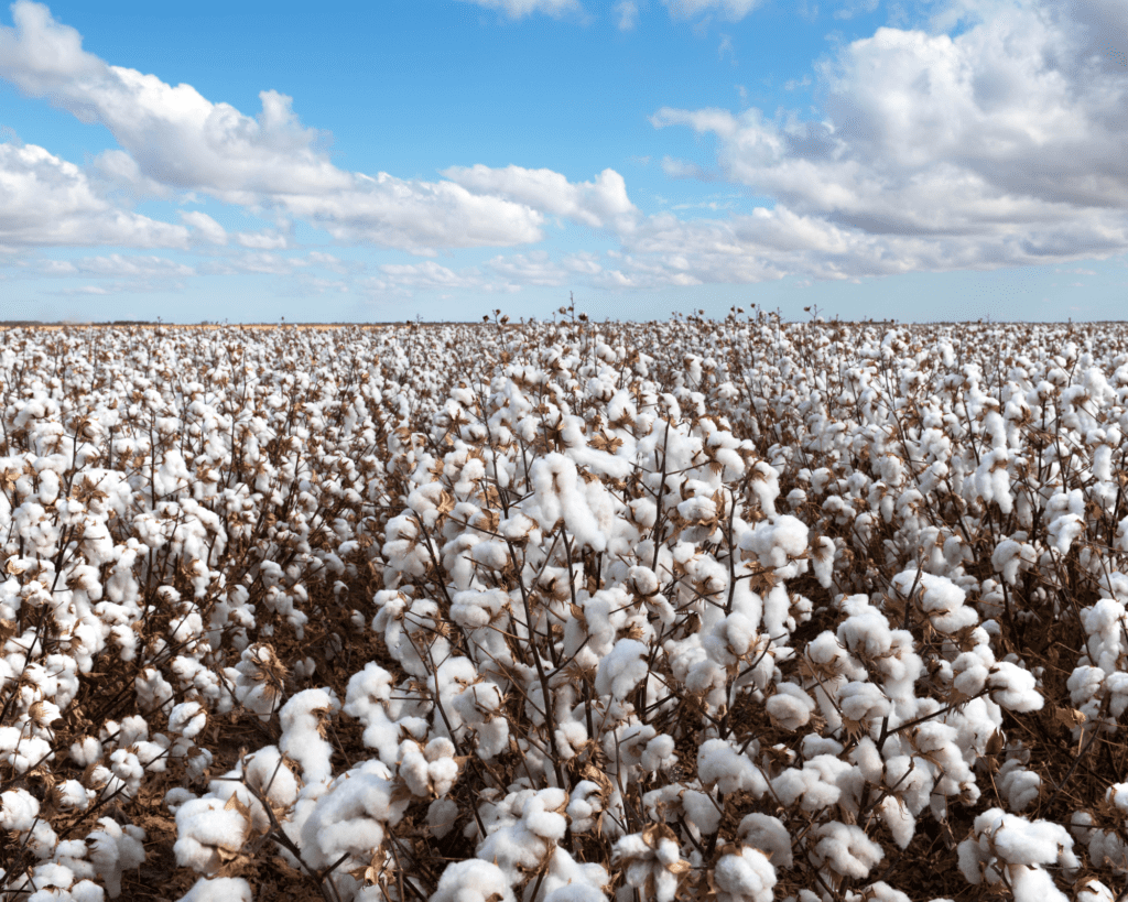 A field of white cotton growing under a blue sky with white clouds.