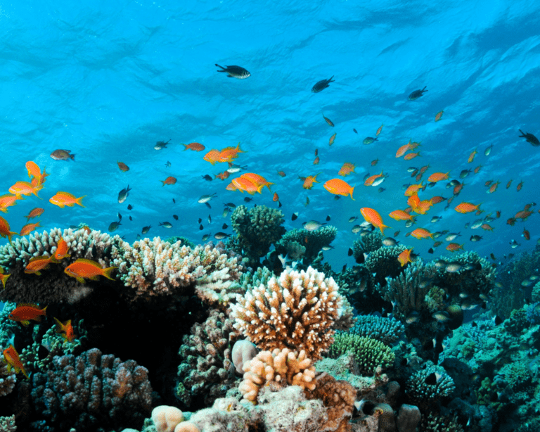 Coral reefs are rich in biodiversity. Now scientists have a plan to save them.