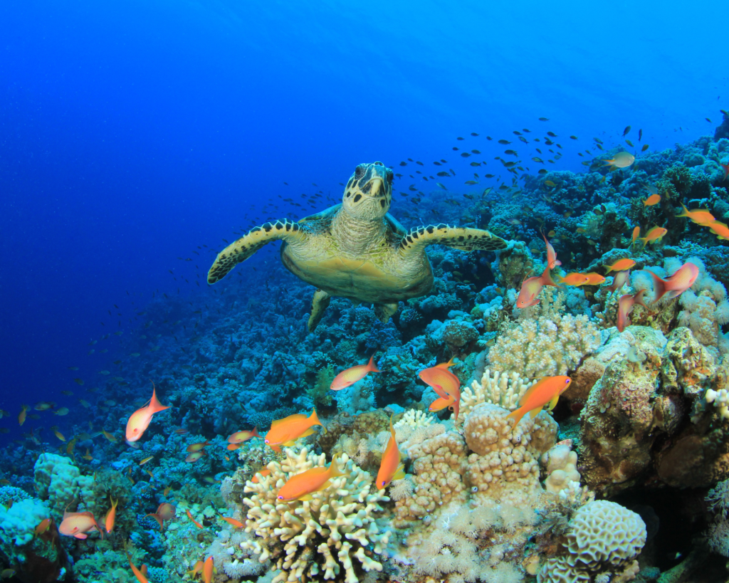 Photo of a sea turtle swimming amongst many orange fish and a colourful coral reef in a bright blue ocean