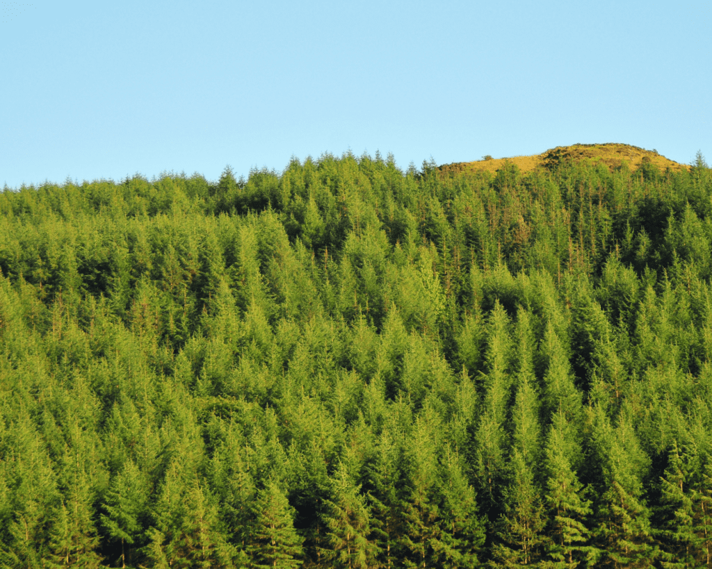 A forest of identical green pine trees against a blue sky.