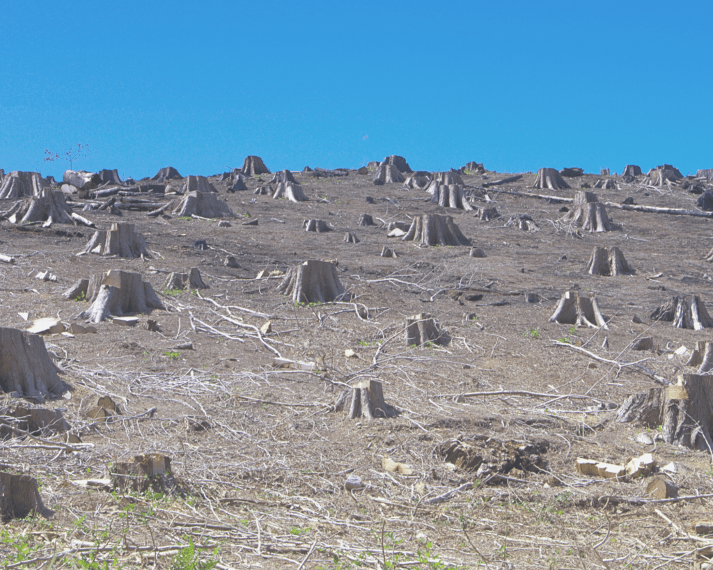 A clear-felled forest with only large tree stumps remaining.