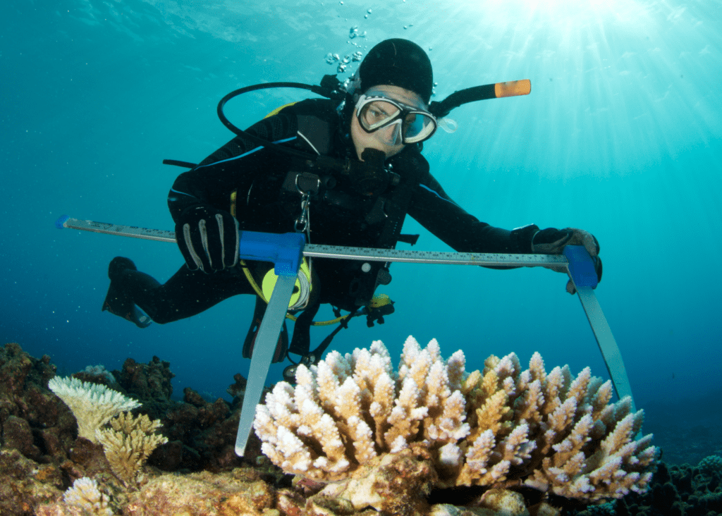 Underwater scuba diver using calipers to measure coral.