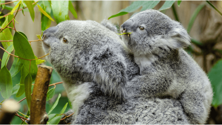 The historic COP15 outcome is an imperfect game-changer for saving nature. Here’s why Australia did us proud