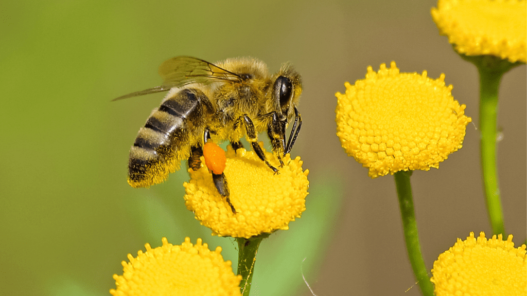 A bee sitting on a yellow flower