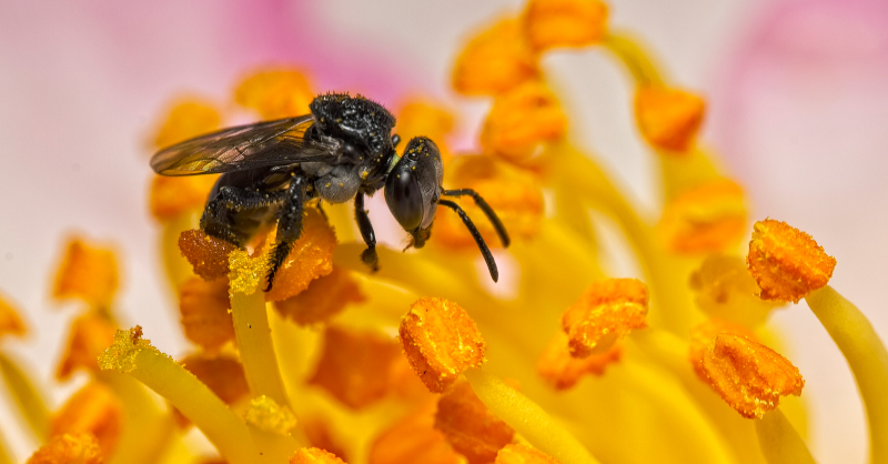 Australian notice bee on a yellow and orange flower