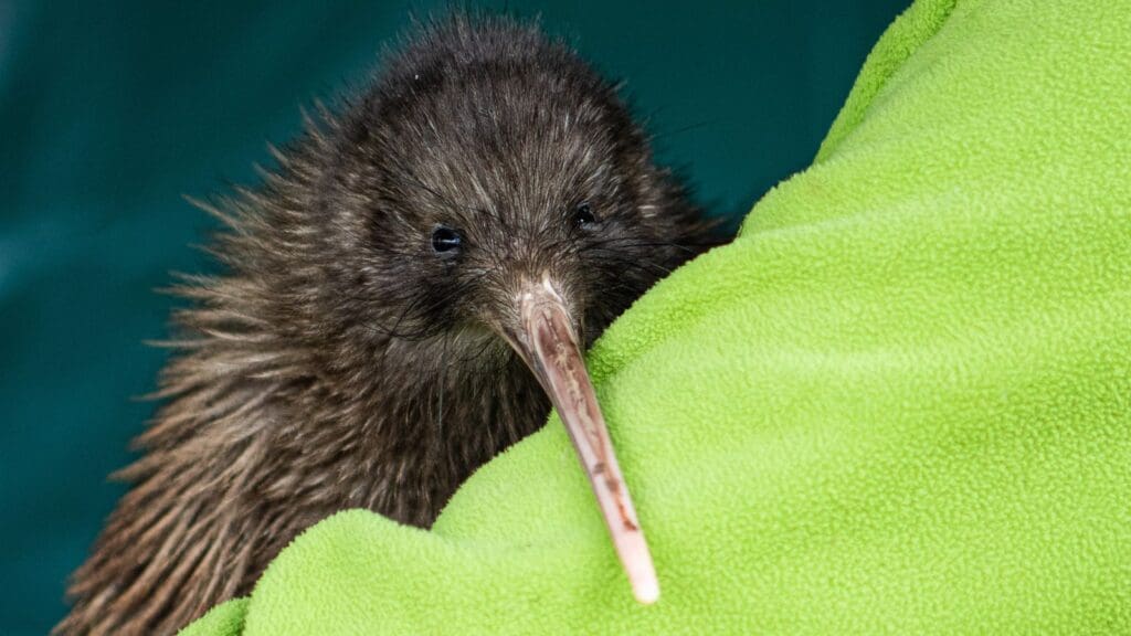 A kiwi bird peaking over a green blanket