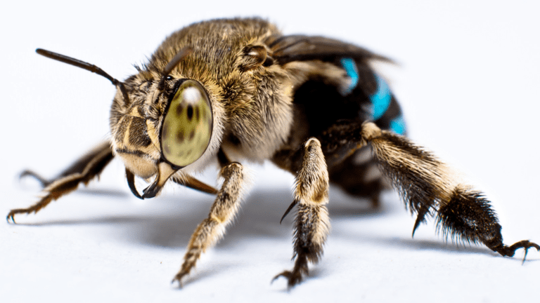 What’s the buzz about native bees?