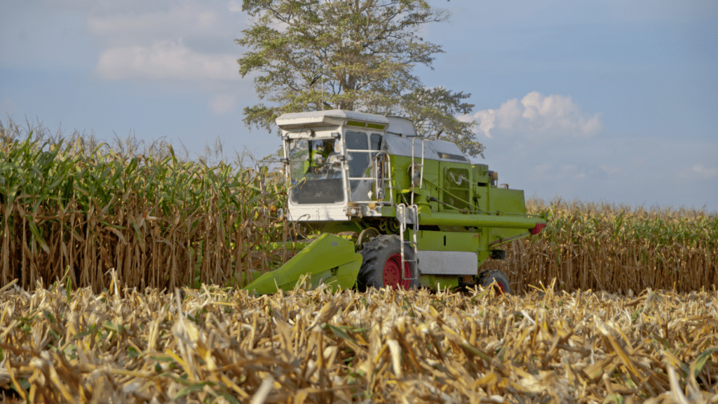 Green and white corn Harvester working in farm