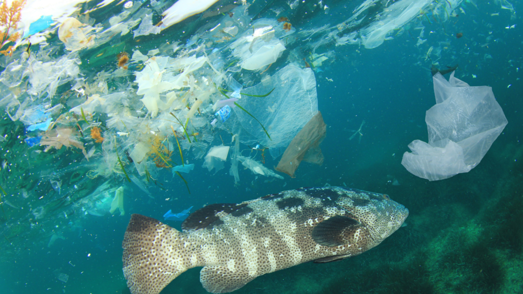 Underwater image of a fish swimming amongst plastic pollution