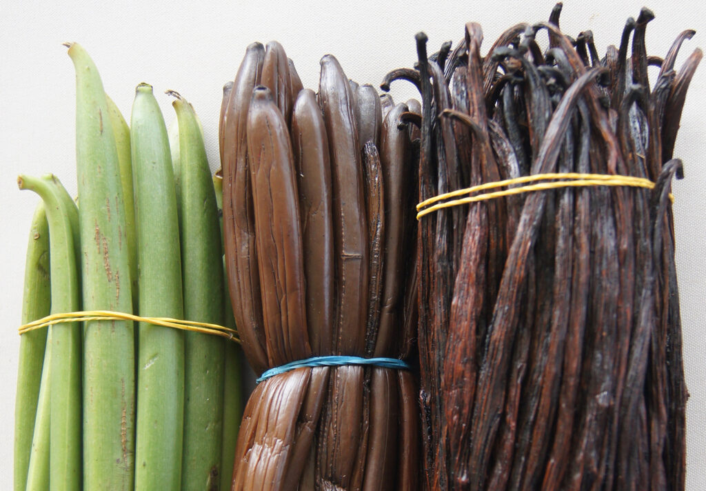 Vanilla beans bundled for the purpose of drying