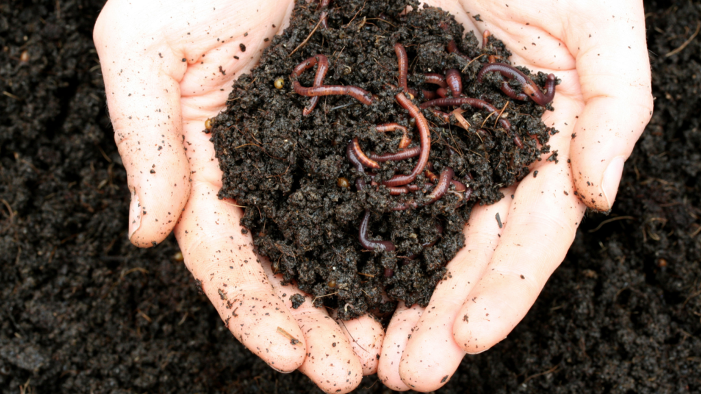 Two hands holding a mound of soil with worms in it.