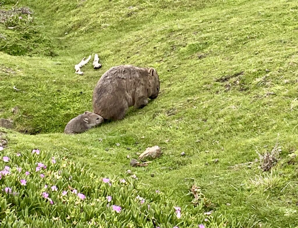 A wombat mother with baby close behind walking together up a grassy incline.