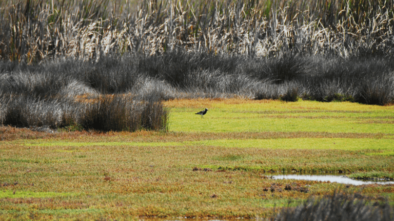 Wetlands are superheroes: expert sets out how they protect people and places