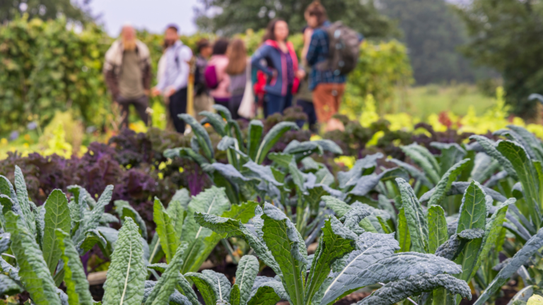 Community garden with vegetables growing and people connecting.