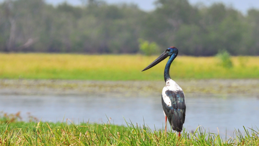 a jabiru stork looking out over wetlands