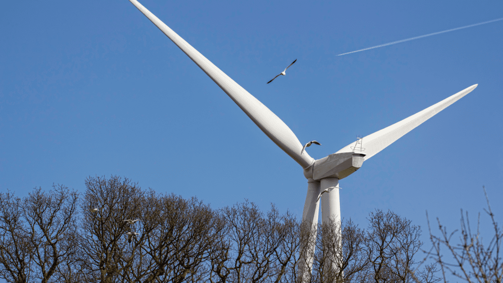 Birds flying dangerously close to wind turbines are at risk.