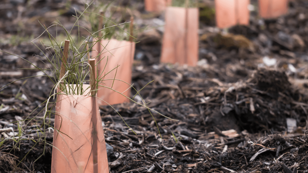 Close up of healthy soil and newly planted plants.