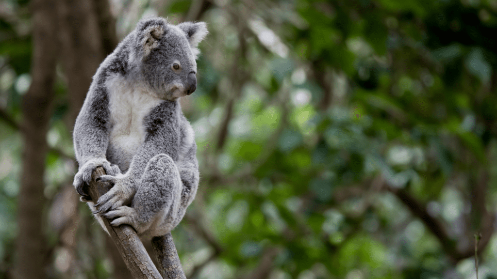 A koala in habitat potentially threatened by installation of wind turbines.