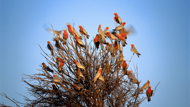 The joy of birdwatching a flock of galahs