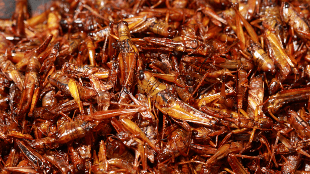 Insects are a highly nutritious and sustainable protein source.