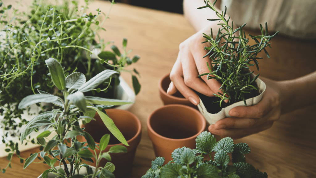  propagating plants from clippings can be easy and free