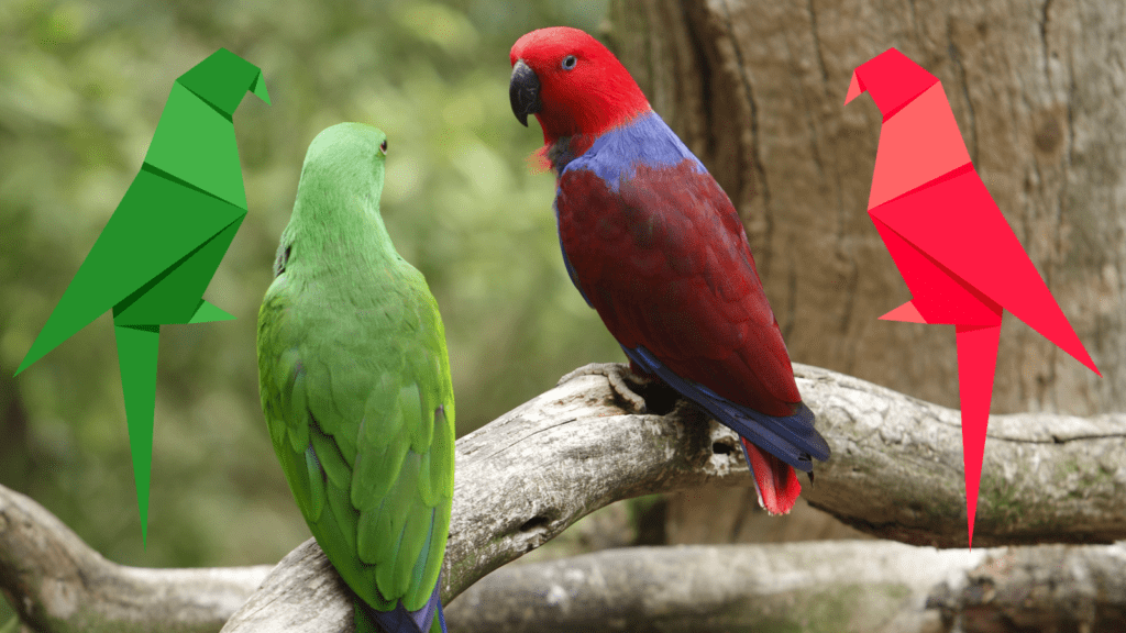 A male and female elcectus parrot with origami replicas