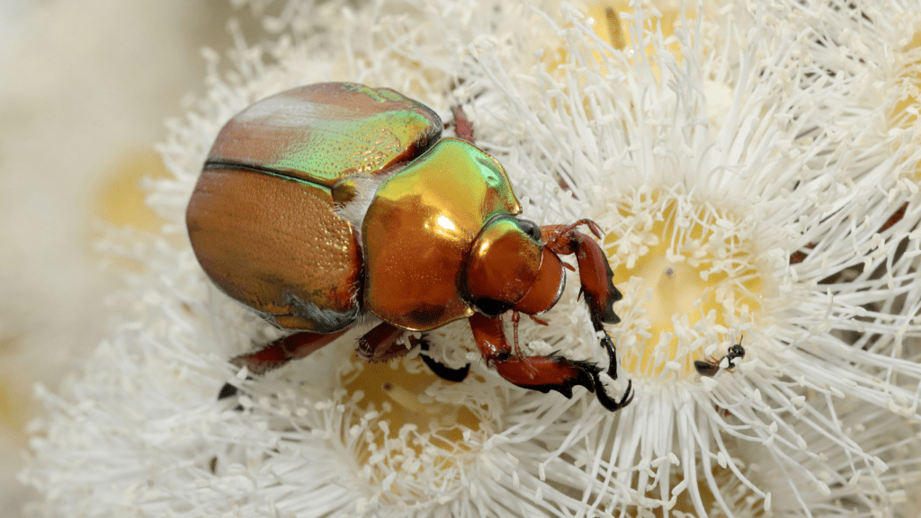 Christmas beetle feeding on scrub apple flower