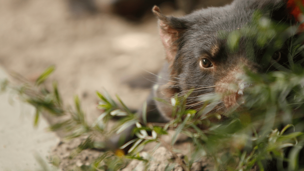 A Tasmanian devil looking out from behind some bush.