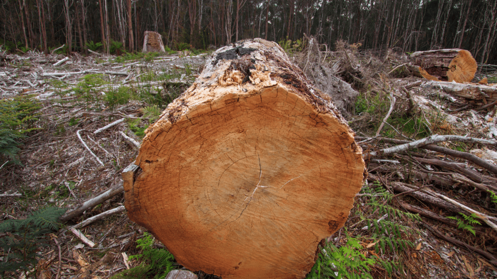 The end view of a large felled log lying amongst other logged trees in a forest clearing.