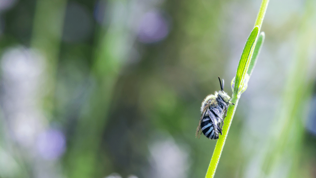 A native blue banded bee on a green stalk