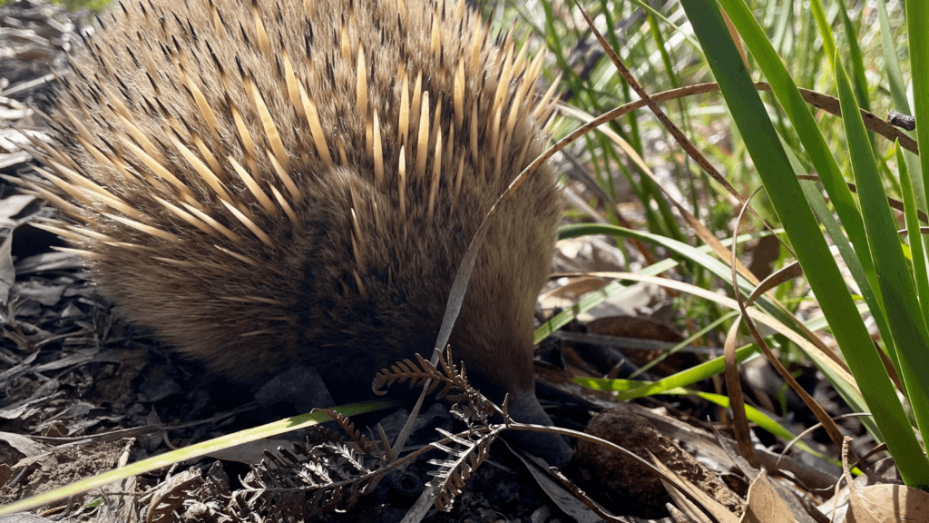 An echidna foraging for food is vulnerable to bushfires.