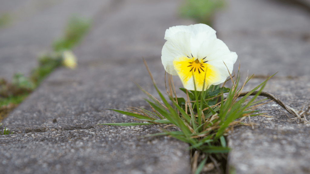 A small flower growing in a crack in the footpath can bring delight to your day.