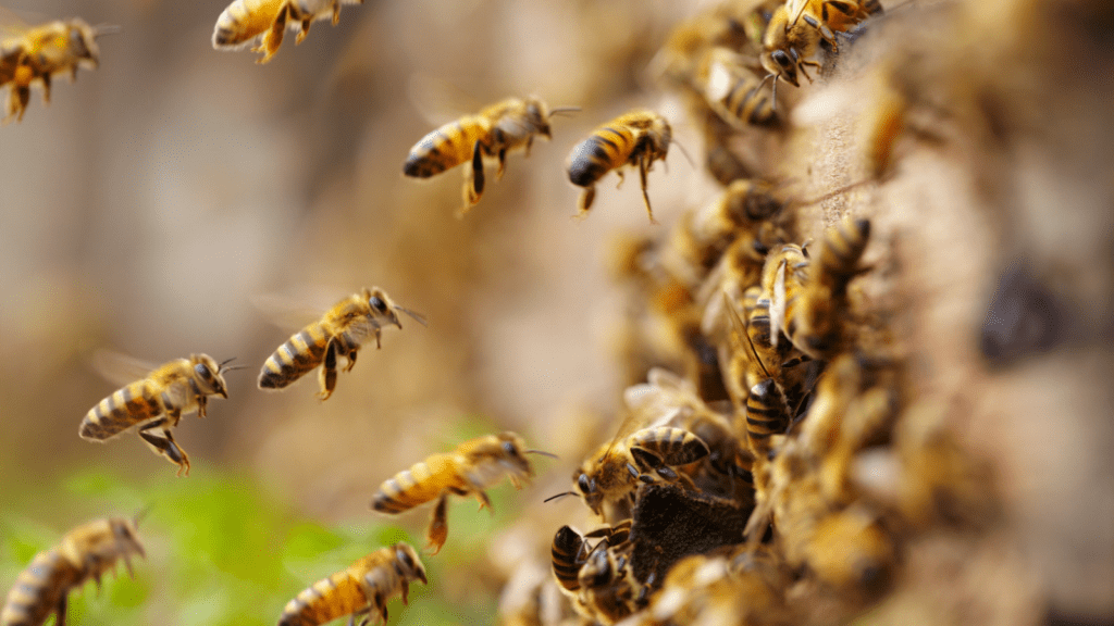 The parasitic mite Varroa destructor can hitch a ride on the back of a honeybee.