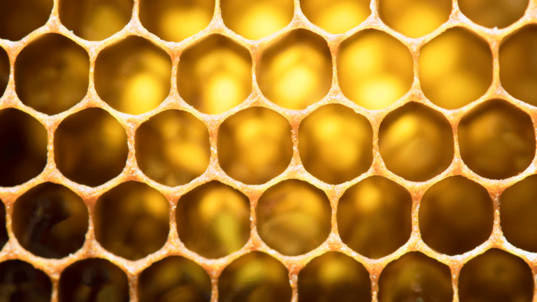 Close up of a honeybee hive