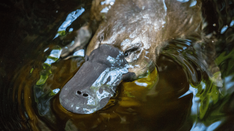 The platypus is one of the oddities of nature – a mammal that lays eggs, is duck-billed, beaver-tailed, and otter-footed.