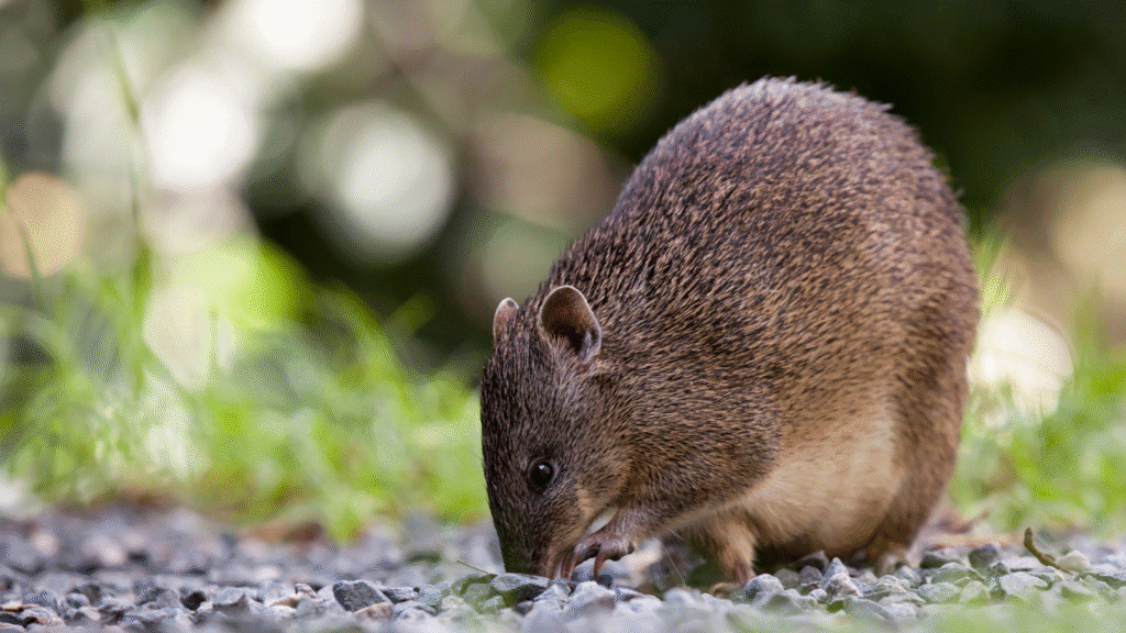 A southern brown bandicoot female with a full push and mouth open